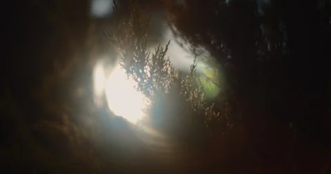Thuja cypress tree with sun flare in the background, close up, shallow focus Stock Footage 125766582
