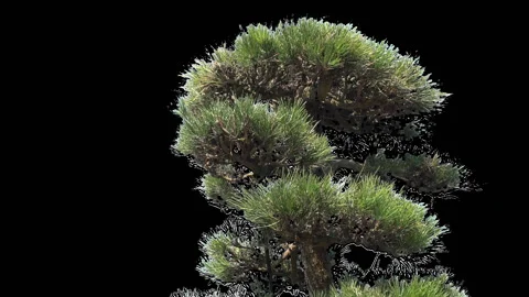 Thuja decorative tree Stock Footage 128252022