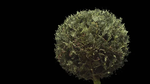 Thuja decorative tree Stock Footage 128254901