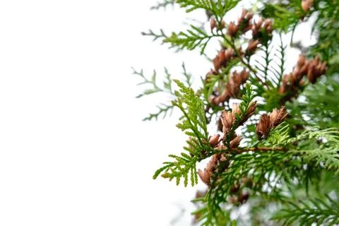 Thuja flowering Foto stock