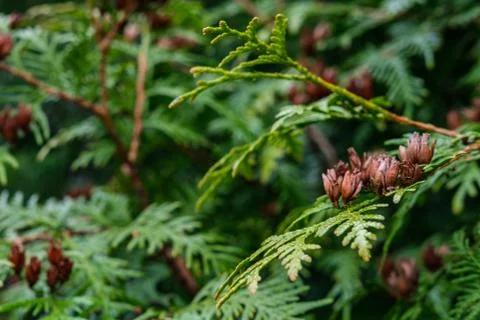 Thuja flowering Stock Photos