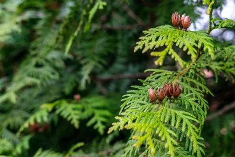Thuja flowering Stock Photos