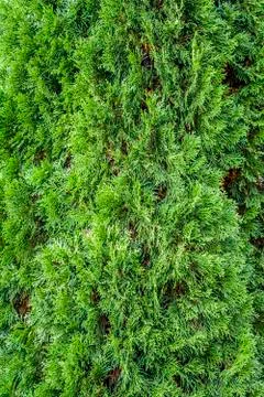 Thuja foliage close-up Stock Photos