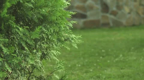 Thuja Stock Footage 12378968