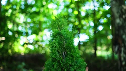 Thuja Stock Footage 147499496