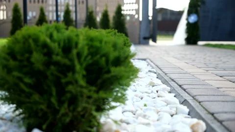 Thuja Stock Footage 156168295