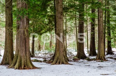 From the thuja forest Stock Photos