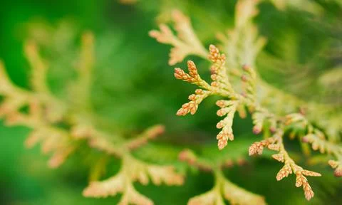 Thuja on green blurred background with selective focus. Stock Photos
