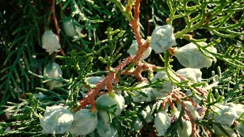 Thuja green cones on the branches. Close-up Stock Footage 141020149