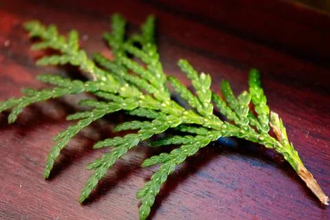 Thuja leaf close up on the windowsill Foto stock