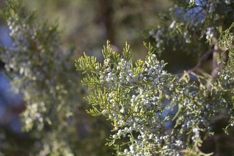 Thuja in nature. macro Stock Photos