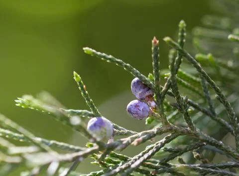 Thuja in nature. macro Stock Photos