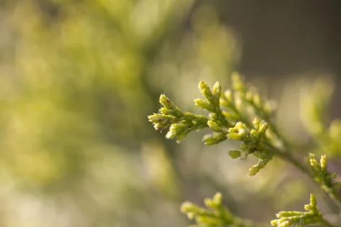 Thuja in nature. macro Stock Photos
