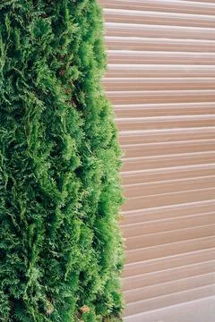 Thuja next to the gate of the house Stock Photos