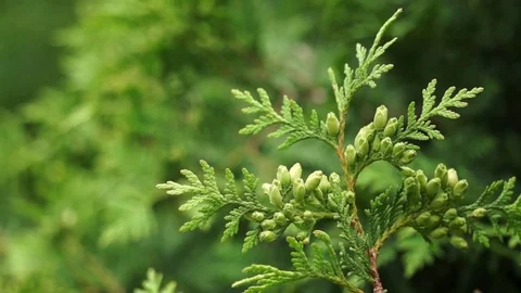 Thuja occidentalis branch whit spring cones - Close up 動画素材 74019175