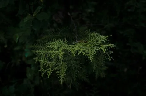 Thuja occidentalis Stock Photos