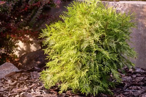 Thuja occidentalis Stock Photos