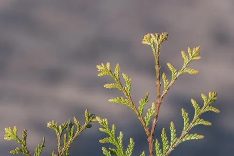 Thuja occidentalis white cedar leaf close up outdoor Stock Photos
