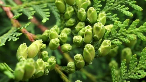 Thuja occidentalis young cones - Close up Stock Footage 74019137