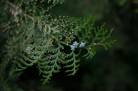 Thuja orientalis Stock Photos