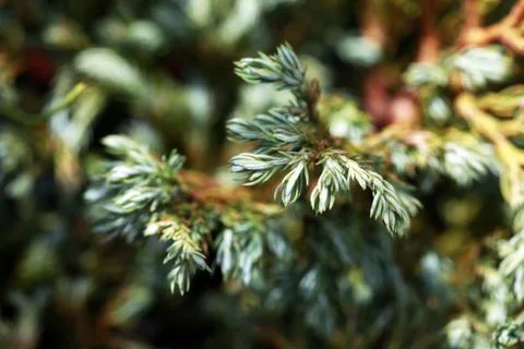 Thuja Stock Photos