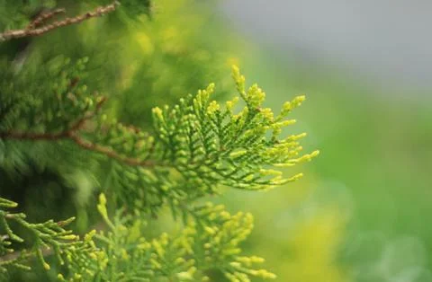 Thuja 写真素材