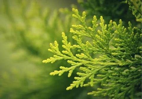 Thuja Stock Photos