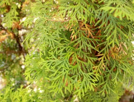 Thuja Stock Photos
