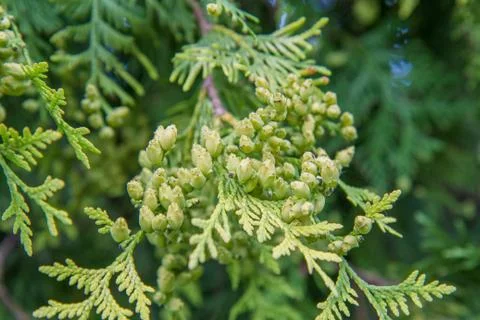 The Thuja Stock Photos