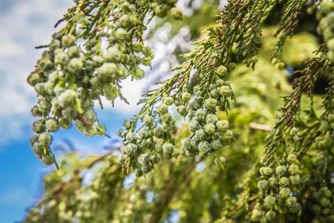 The Thuja Stock Photos