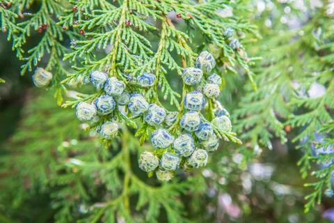 The Thuja Stock Photos