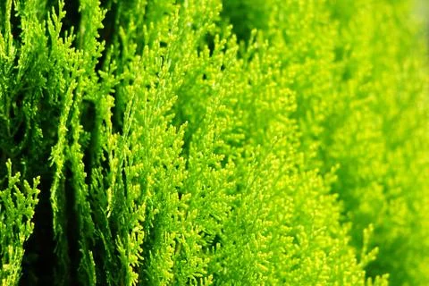 Thuja Stock Photos