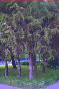 Thuja Photos