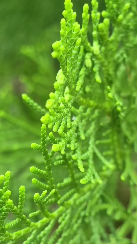 Thuja plant texture Stock Footage 318866645