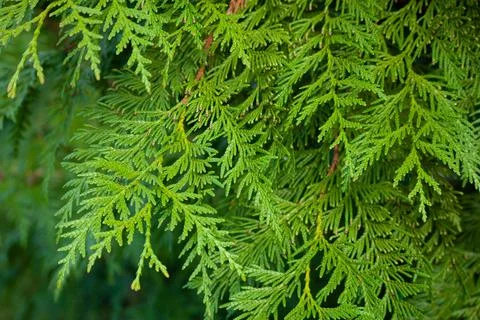 Thuja plicata, commonly called western red cedar or Pacific red cedar Stock Photos