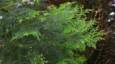 Thuja plicata leaf swaying by the wind in wild forest. Stock Footage 280127214