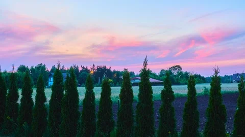 Thuja on plot near the sunset Stock Footage 92084283
