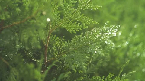 Thuja (RED One) 4K Stock Footage 12416592
