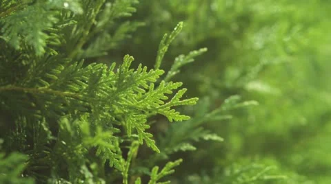 Thuja (RED One) 4K Stock Footage 12424198
