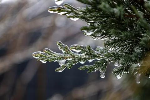 Thuja on the rocks Stock Photos