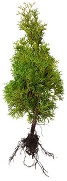Thuja with root isolated on white background. Summer. Spring. Flat lay, top.. Stock Photos