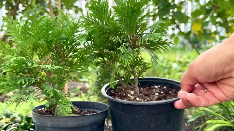 Thuja seedlings in black plastic pots in the garden, ready for planting. Video Stock Footage 293331763