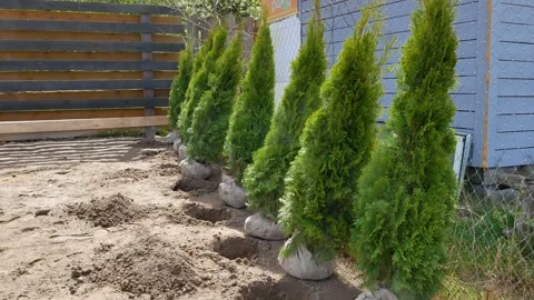 Thuja seedlings before planting. Stock Footage 240919801