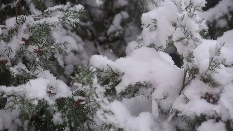 Thuja in the snow Stock Footage 84787783
