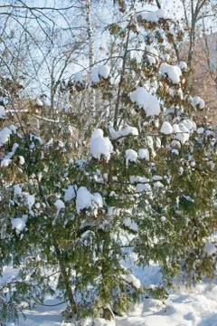 Thuja in the snow Stock Photos