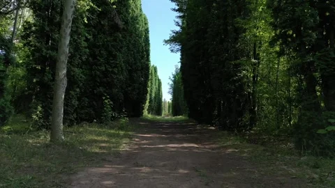 Thuja tree 1 Video stock 331597229