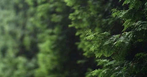 Thuja Tree (Arborvitae) Branches With Evergreen Needles Rack Focus Stock Footage 123777609