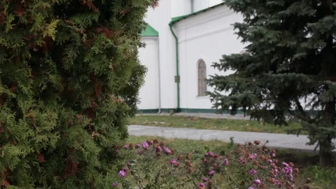 The thuja tree on the background of the Church, close-up Video stock 70275009