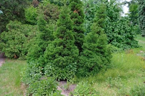 Thuja tree background Stock Photos