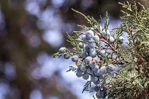 Thuja tree branch with blue berries in a relic forest Stock Photos